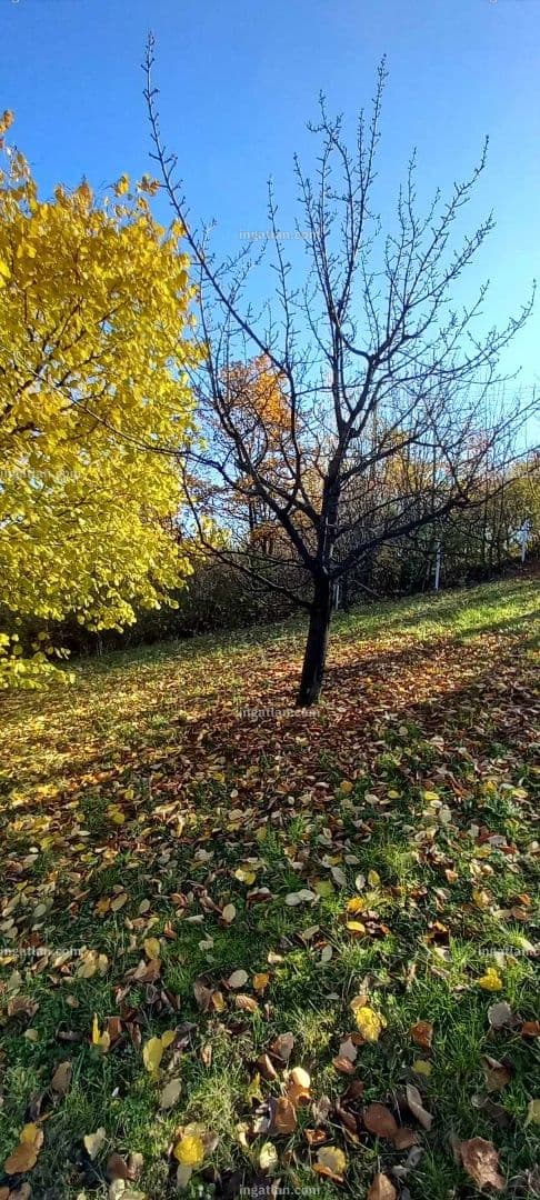 Zöldövezeti építési telek Gyükésben